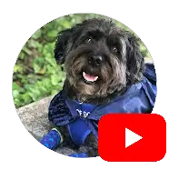 Cyber Ollie Youtube Channel Avator